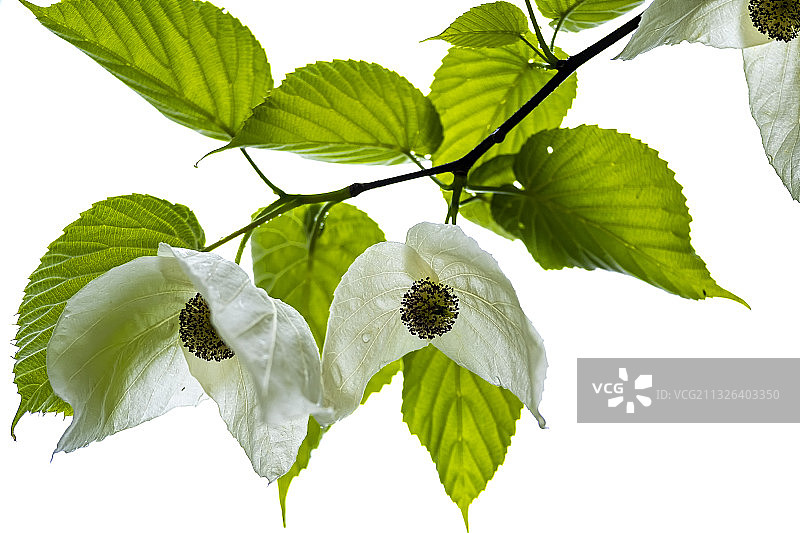 鸽子花开图片素材