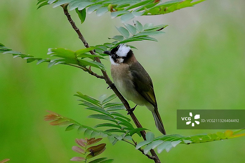 白头鹎图片素材