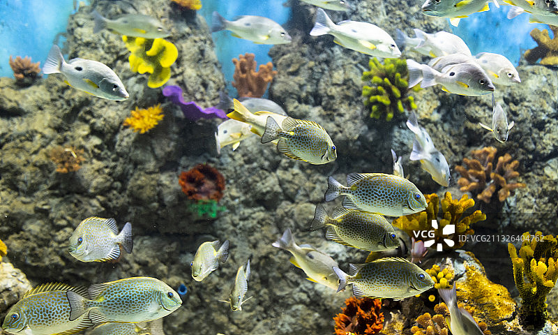 海底世界图片素材