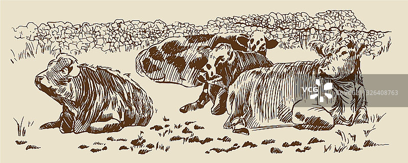 在用干石墙围起来的牧场里的奶牛（手绘）图片素材