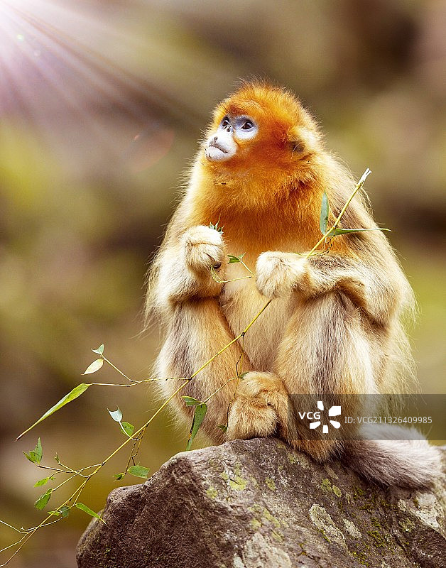 瞧的入神图片素材