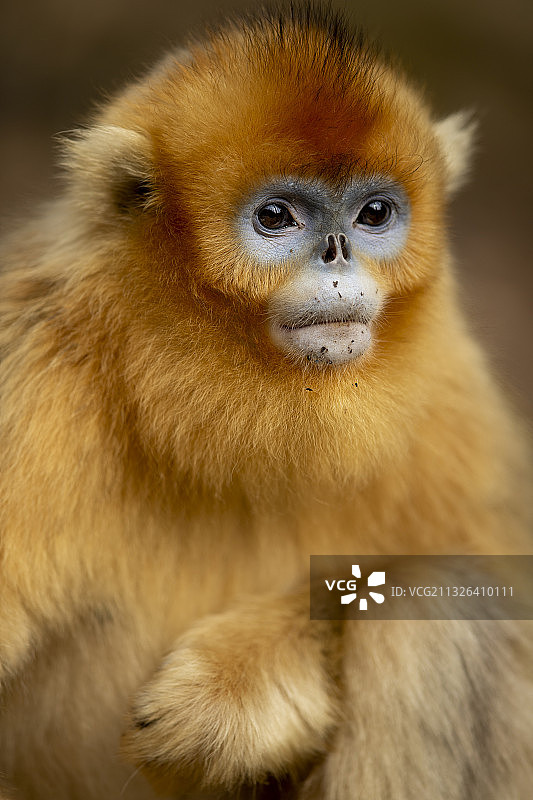 川金丝猴图片素材