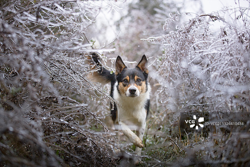 边境牧羊犬图片素材