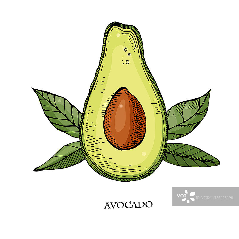 手绘牛油果细节图片素材