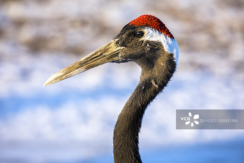 黑龙江齐齐哈尔扎龙保护区的丹顶鹤图片素材