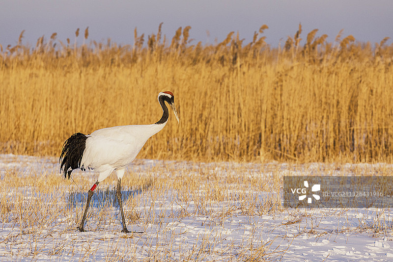 黑龙江齐齐哈尔扎龙保护区的丹顶鹤图片素材
