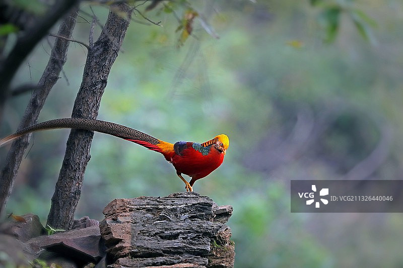 锦鸡下山图片素材