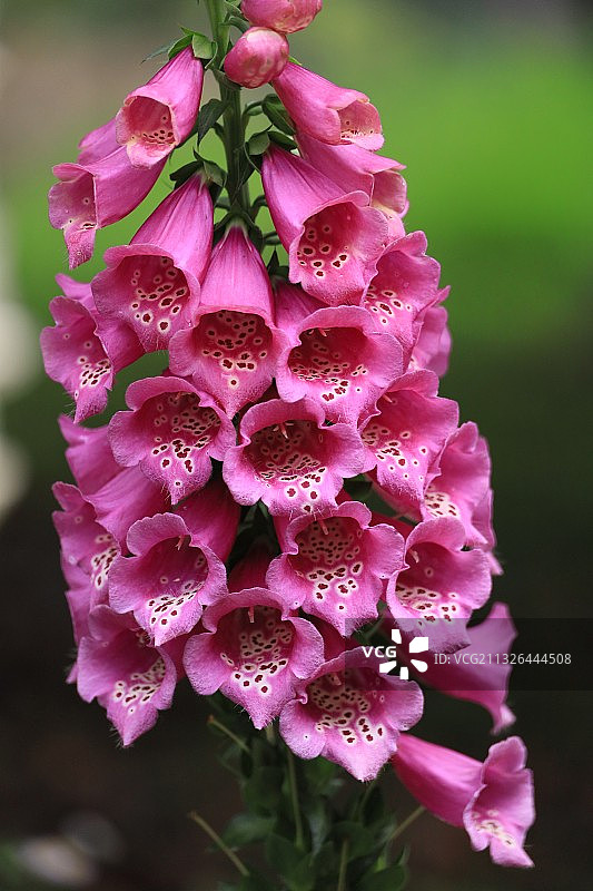 毛地黄（3）图片素材