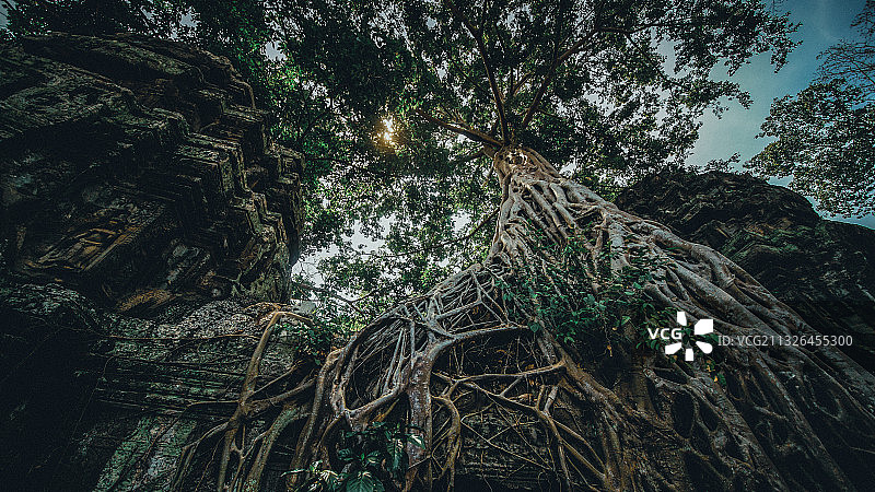 塔普伦,榕树,根部，吴哥窟图片素材