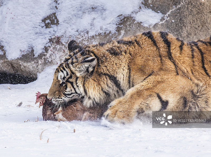 黑龙江横道河子东北虎图片素材