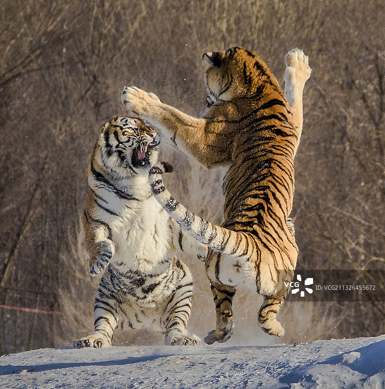黑龙江横道河子东北虎图片素材