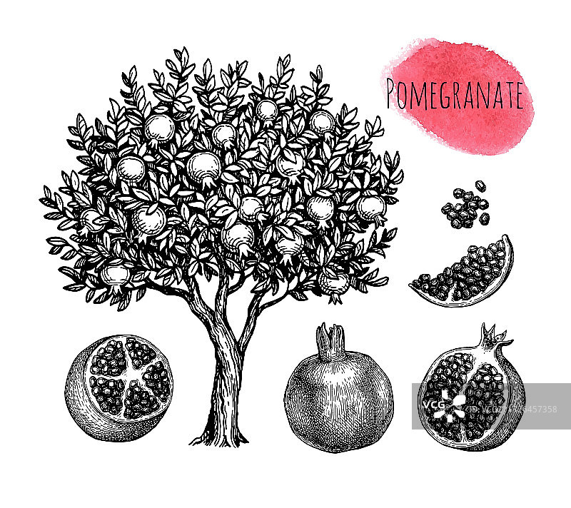 石榴墨水素描合集图片素材