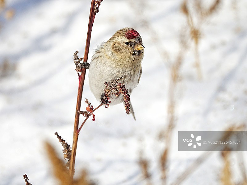 嗨，你好！图片素材