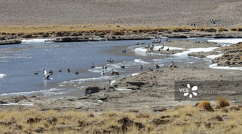 中国 西藏 阿里 改则 羌塘 野生 鸟群图片素材