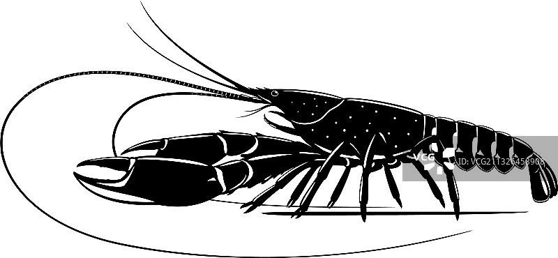 红色螯虾黑白照片图片素材