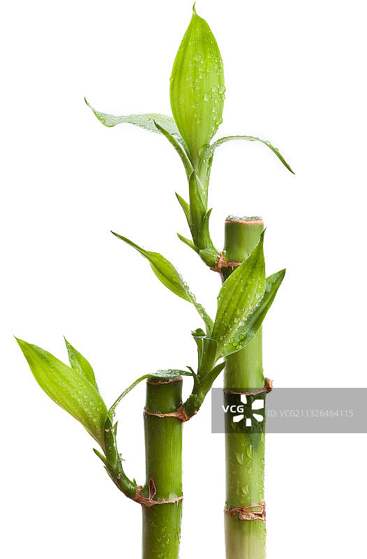 竹子,白色背景,分离着色,植物图片素材