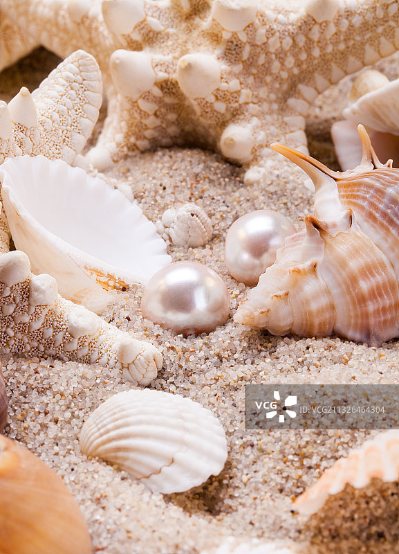 白色沙滩上的贝壳珍珠图片素材