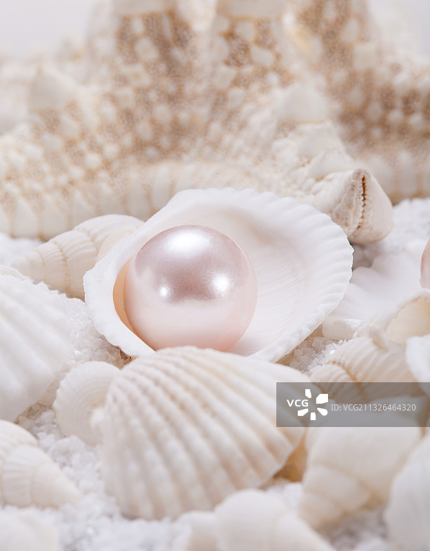 白色沙石上的贝壳珍珠图片素材