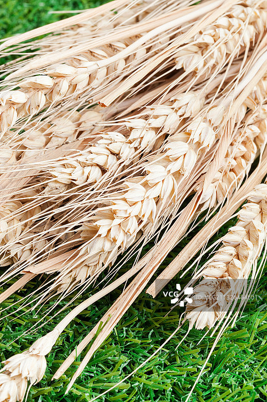 绿色草地上的小麦图片素材