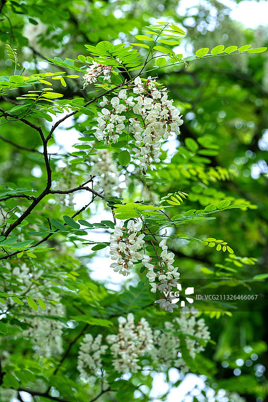槐树上盛开的槐花图片素材