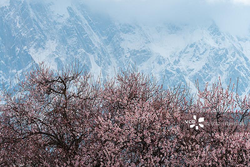 西藏林芝索松村桃花图片素材