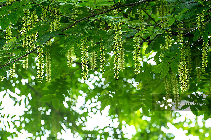 枫杨花序图片素材