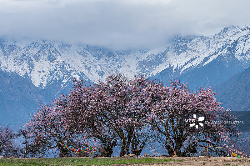 西藏林芝桃花图片素材