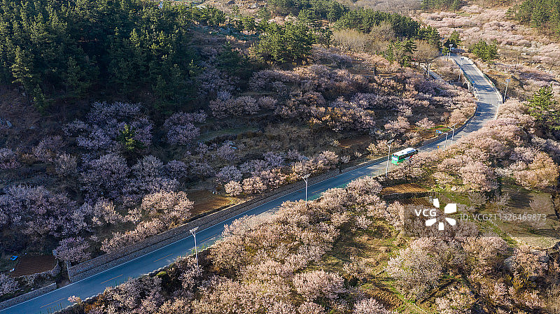 青岛崂山北九水樱桃谷图片素材