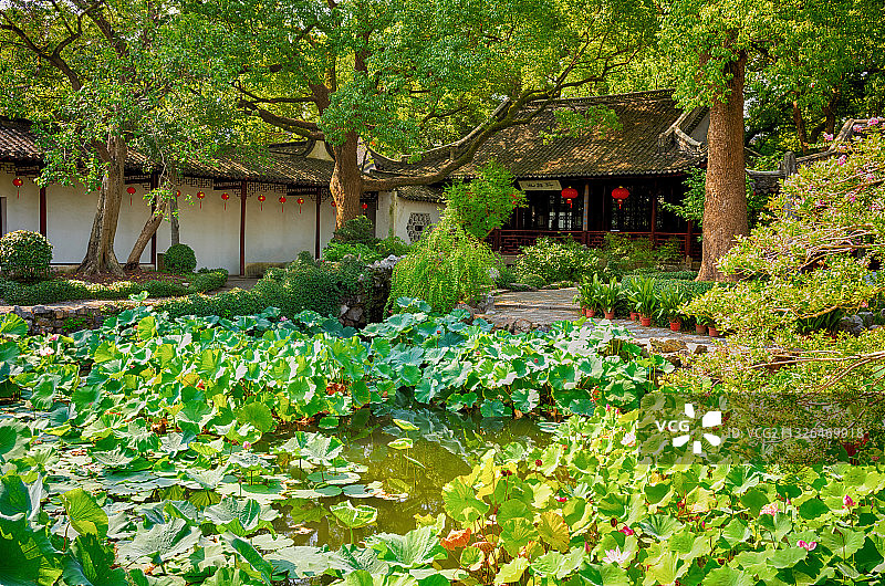 醉白池,池塘,荷叶,庭院,园林图片素材