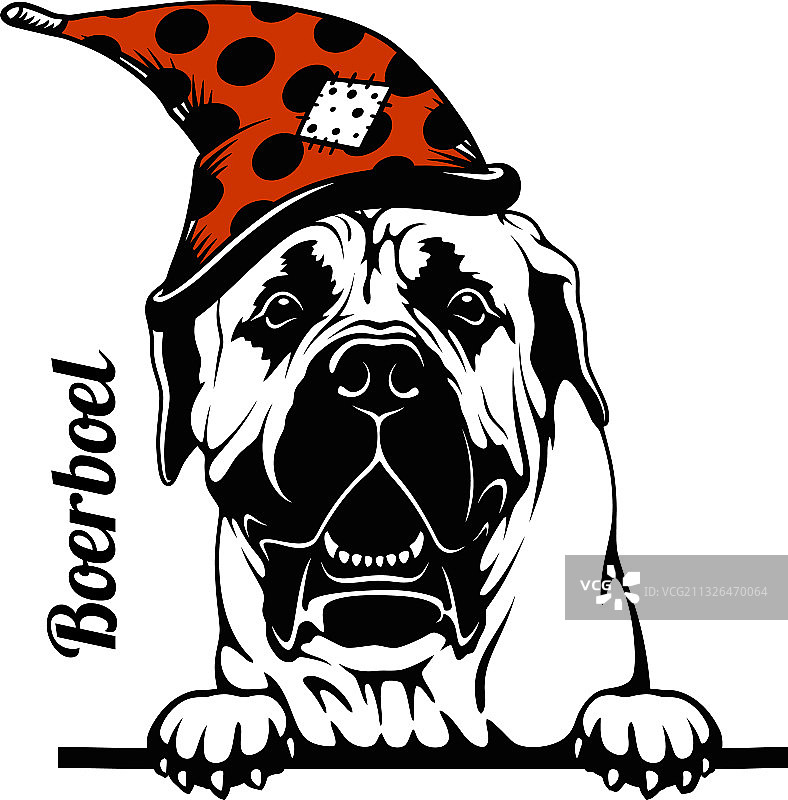 戴圣诞帽探头波尔波尔犬图片素材