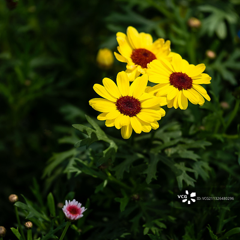 黑心金光菊图片素材