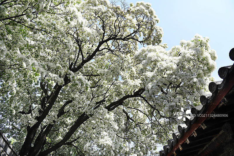 山东济宁邹城市孟府赐书楼前流苏花白如雪图片素材