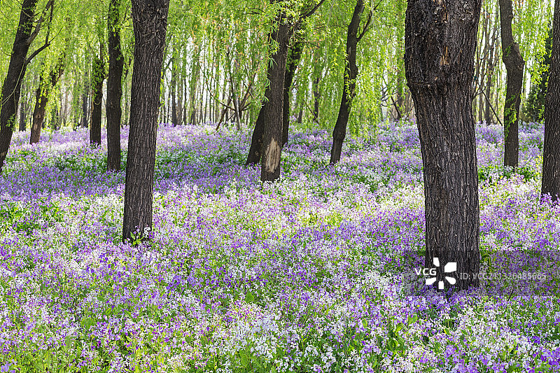 春天，公园里生长着的成片紫色的诸葛菜图片素材