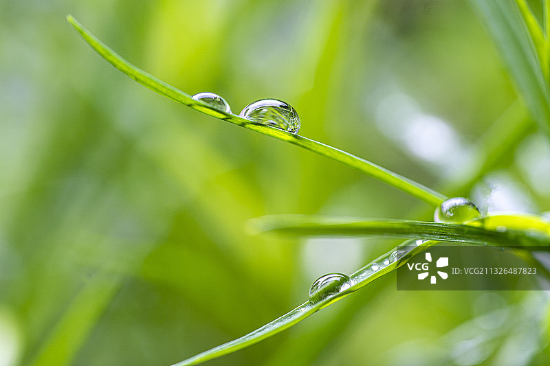 二十四节气：谷雨时节图片素材