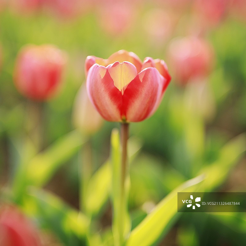 琥珀玉碗图片素材