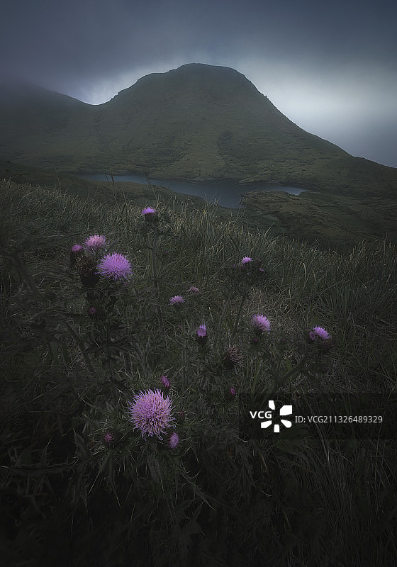 嵛山岛 蓟花图片素材