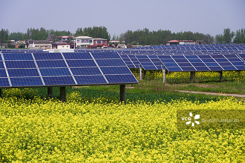 油菜花和光伏电站构建美丽乡村图片素材