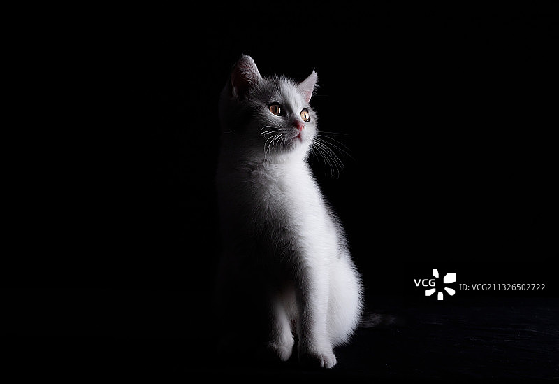 宠物猫咪美短图片素材