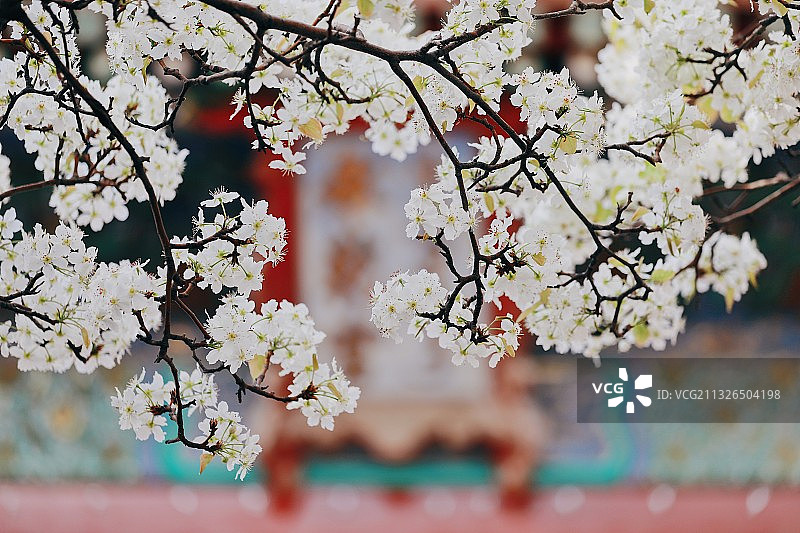 承乾宫 梨开盛开图片素材