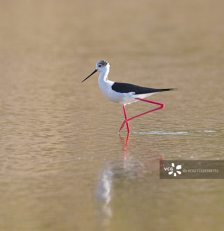 新河长腿鹬图片素材