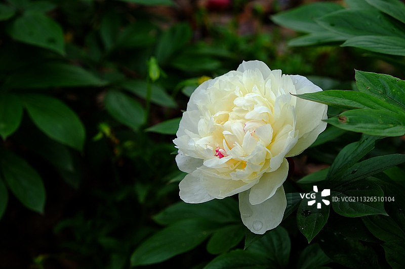 peony国色天香牡丹花图片素材