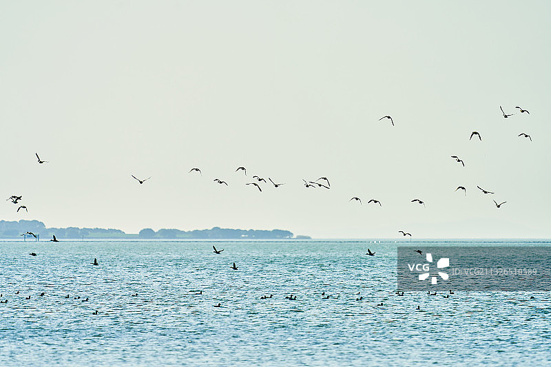 太湖上嬉戏的群鸟图片素材