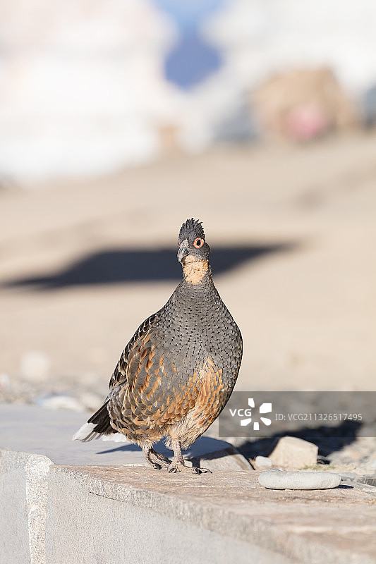 四川甘孜藏族自治州雅江县帕姆岭寺的黄喉噪雉鹑图片素材
