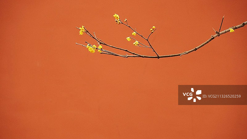 明孝陵的腊梅图片素材