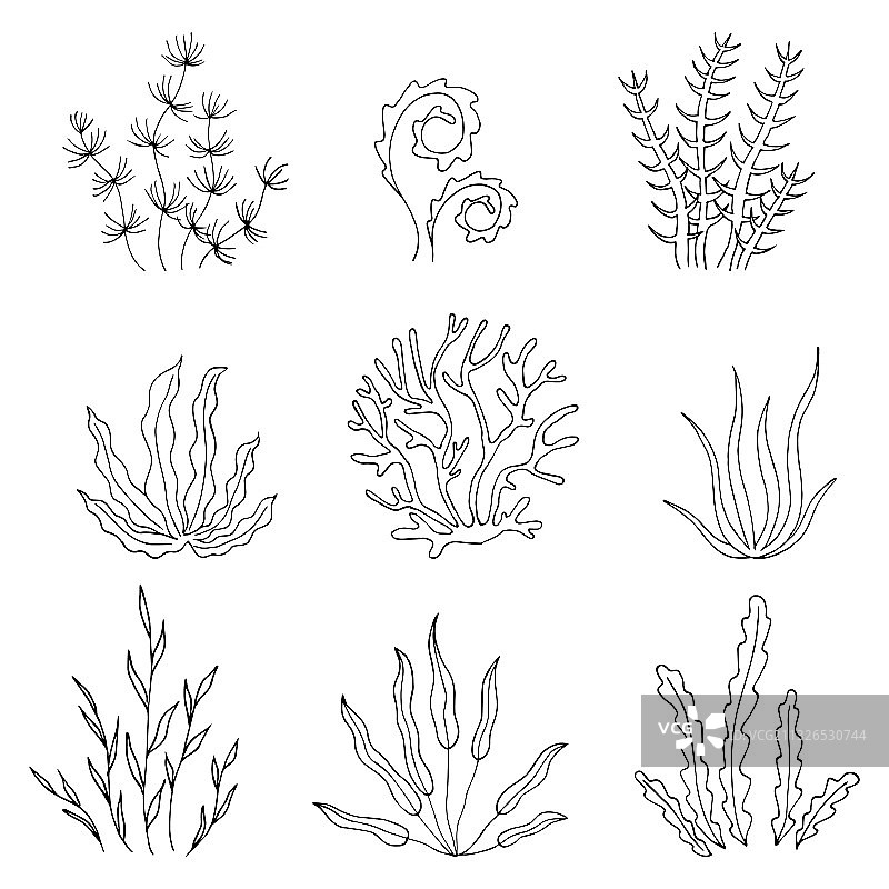 海 seaweed 植物合集图片素材