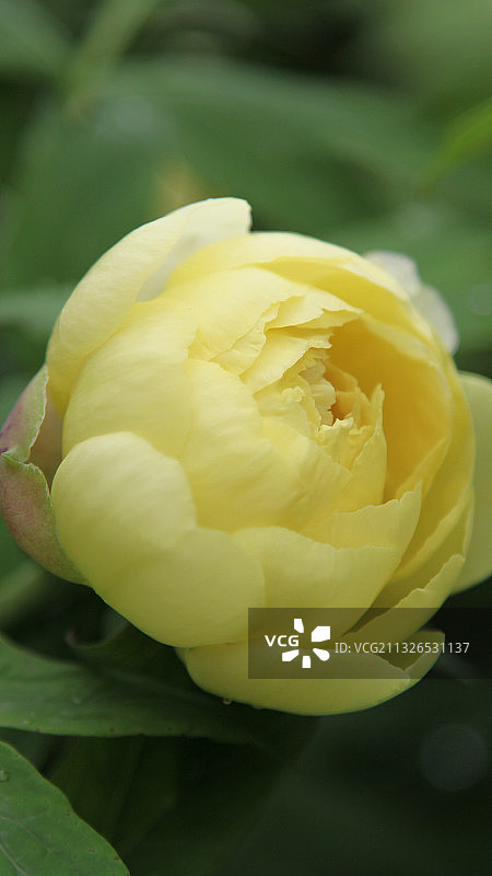 牡丹花史二图片素材