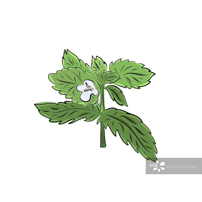 手绘绿色香料图片素材