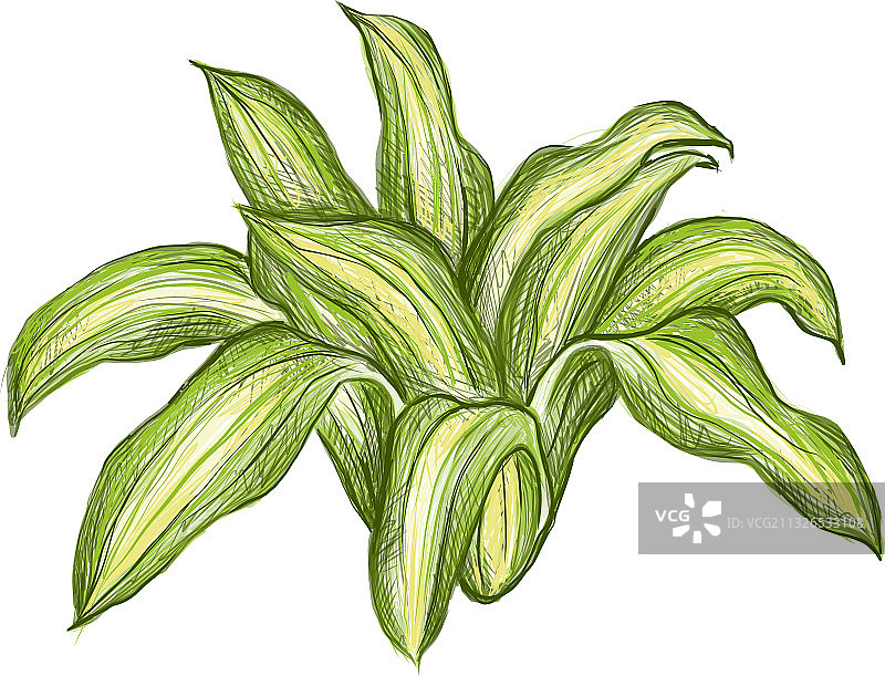 白色背景上的香龙血树图片素材