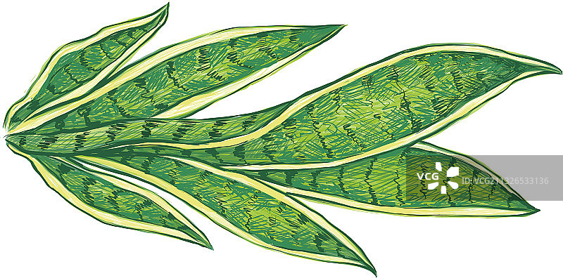 白色背景上的虎尾兰图片素材