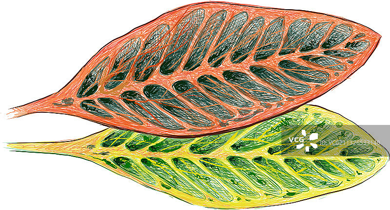 黄绿色变叶木植物图片素材